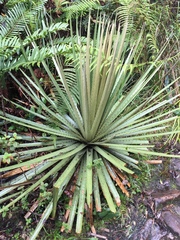 Puya goudotiana