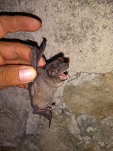 Alvarez's Mastiff Bat