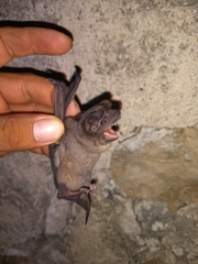 Alvarez's Free-Tailed Bat photo 4