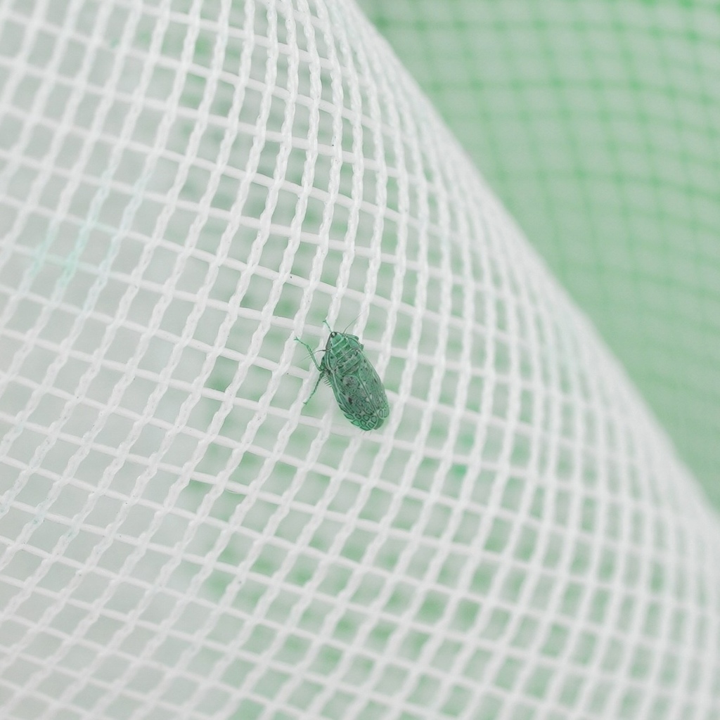 Alapus