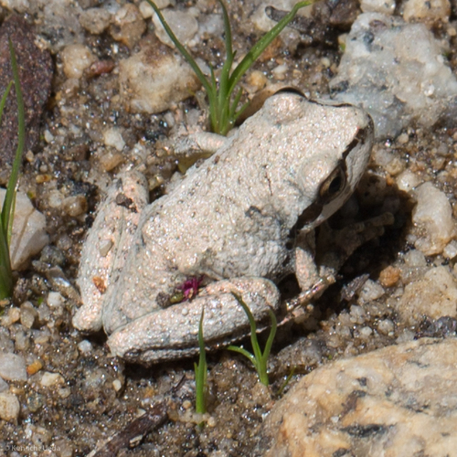 iNaturalist observation photo of Pacific chorus frog