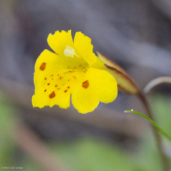 Erythranthe primuloides