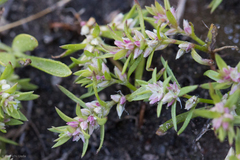 Polygonum polygaloides