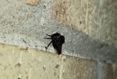Telamona ampelopsidis