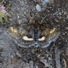 Pyrausta subgenerosa