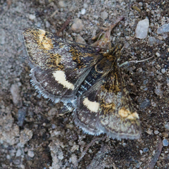 Pyrausta subgenerosa