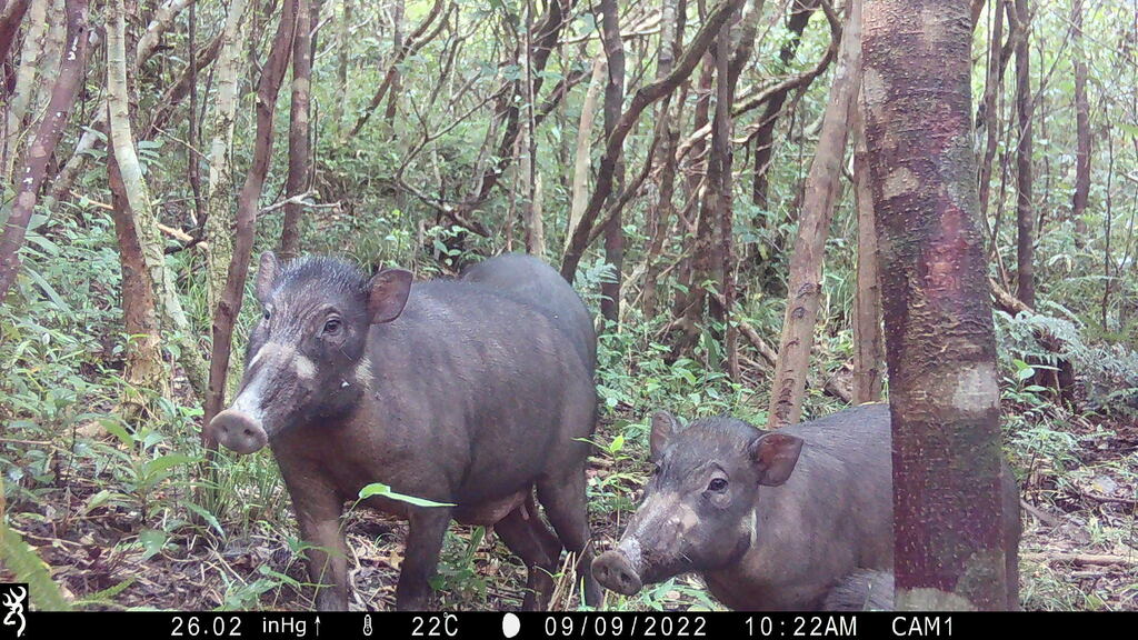 Oliver's Warty Pig