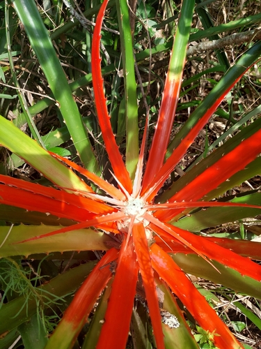 Bromelia serra, photograph 4