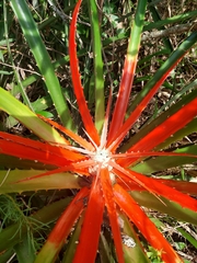 Bromelia serra, photograph author not stated, no rights reserved