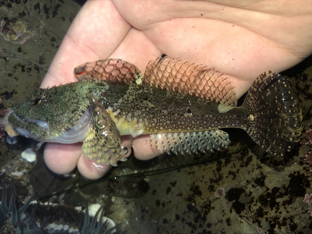 Round-nosed sculpin (Artedius lateralis) — Cottidae