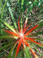 Bromelia serra, photograph author not stated, no rights reserved