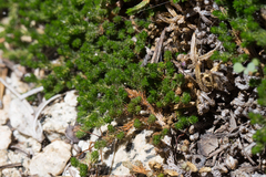 Selaginella watsonii