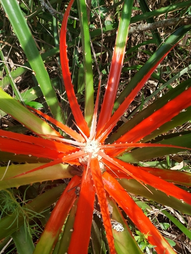 Bromelia serra, photograph 6