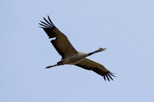Grulla común (Grus grus)