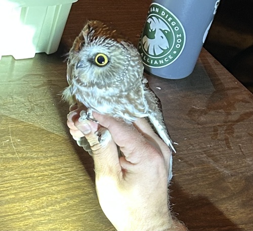 iNaturalist observation photo of Northern Saw-whet Owl