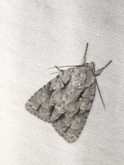 Acronicta hasta