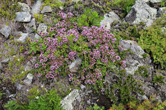 Thymus semiglaber