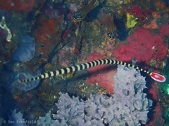 Dunckerocampus dactyliophorus