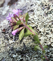 Thymus semiglaber