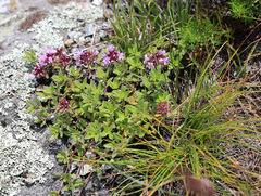 Thymus semiglaber