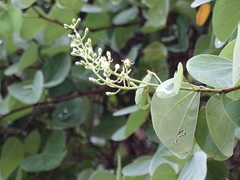 Bauhinia racemosa