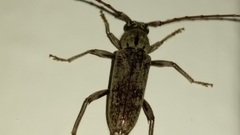 Elaphidion