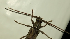 Elaphidion