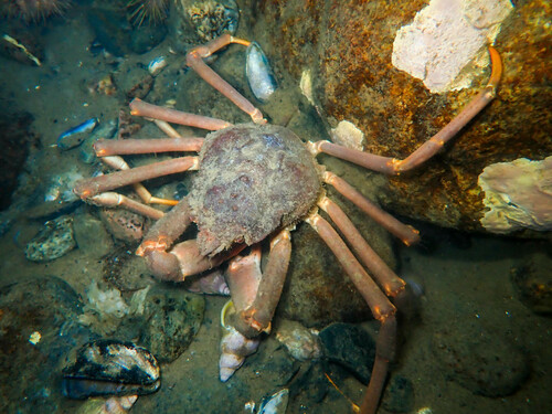Hyas araneus (Linnaeus, 1758)