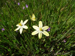 Triteleia ixioides scabra