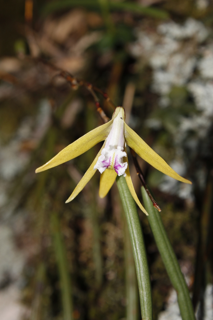 Dendrobium schoeninum Lindl. 3