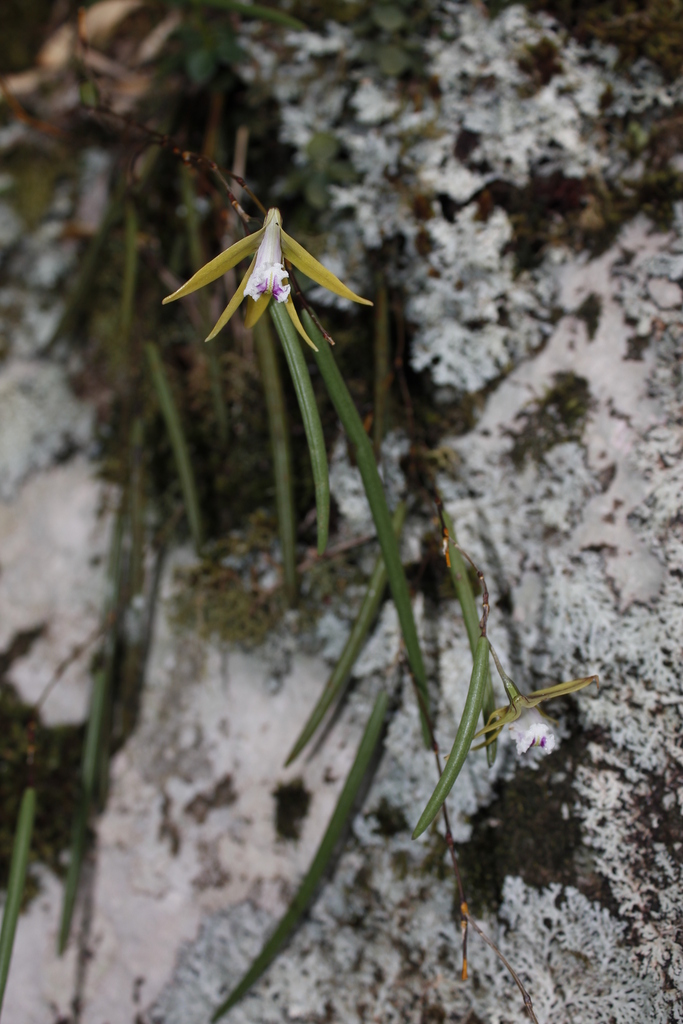 Dendrobium schoeninum Lindl.