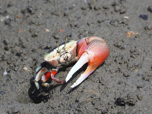 Tubuca arcuata (De Haan, 1835)