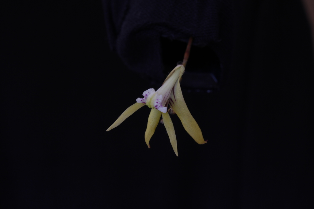 Dendrobium schoeninum Lindl. 2