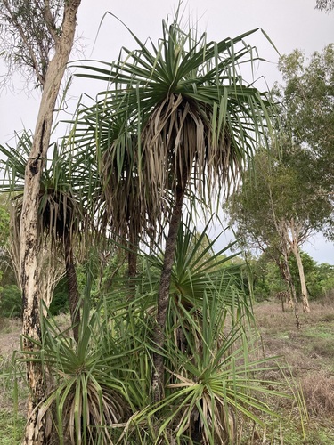 Image of Pandanus spiralis by (c) Thomas Mesaglio, some rights reserved (CC BY)