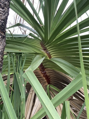 Image of Pandanus spiralis by (c) Thomas Mesaglio, some rights reserved (CC BY)