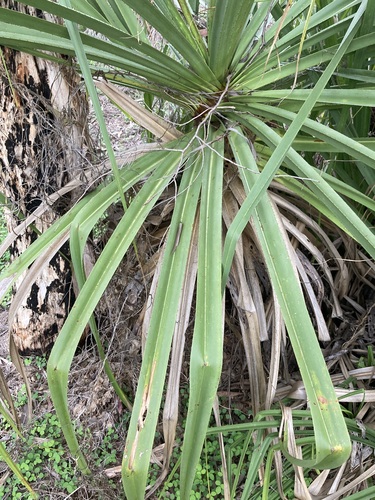 Image of Pandanus spiralis by (c) Thomas Mesaglio, some rights reserved (CC BY)
