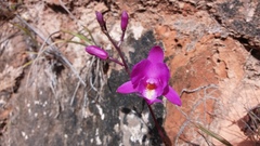 Bletia