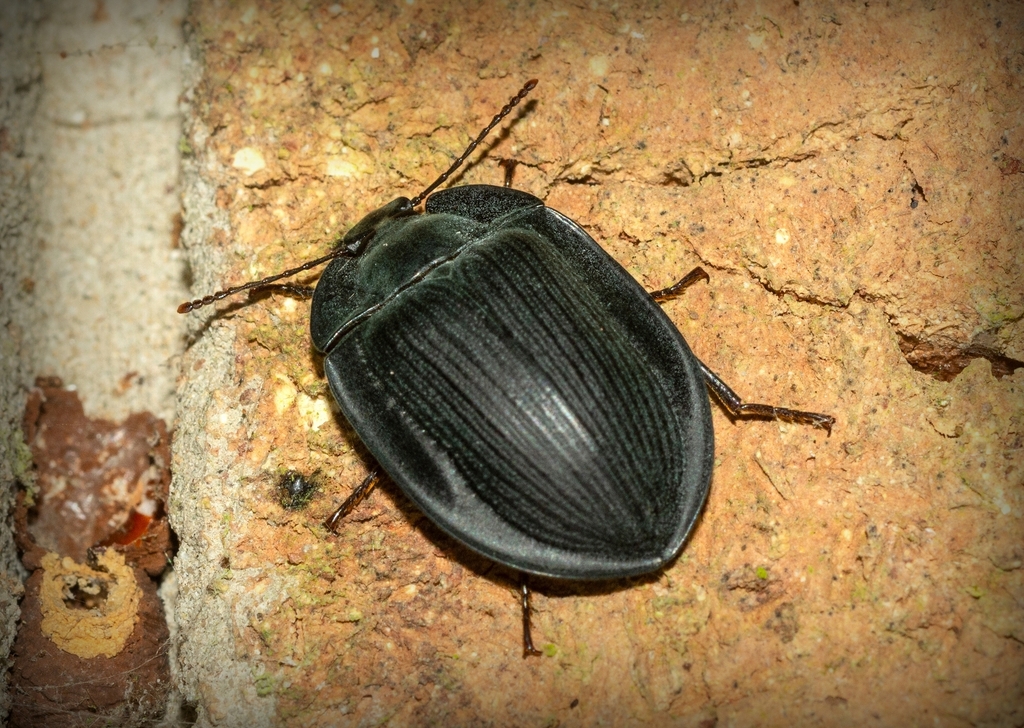 Pterohelaeus hackeri