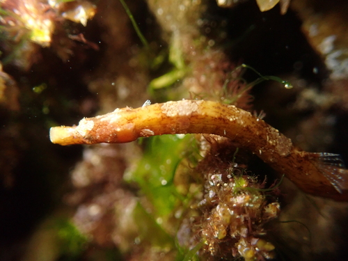 Javelin pipefish (Lissocampus runa) — Syngnathidae — 4