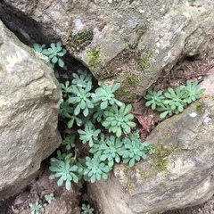 Sedum glaucophyllum