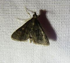 Steniodes declivalis