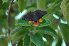 Erynnis horatius