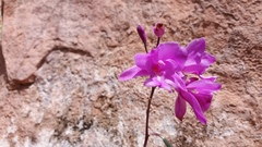 Bletia