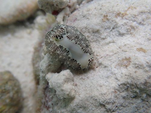 Monetaria moneta observed 2024-08-18
