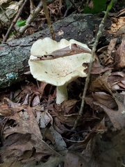 Lactarius maculatipes