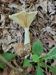 Lactarius maculatipes