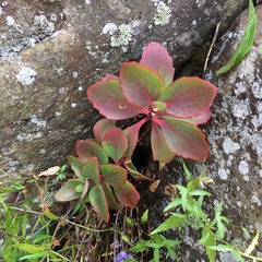 Hylotelephium telephioides