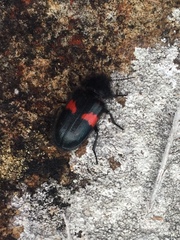 Astylus aulicus