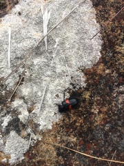 Astylus aulicus