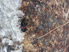 Astylus aulicus
